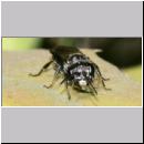 Pemphredon sp Grabwespe 01e 9mm mit Larve.jpg